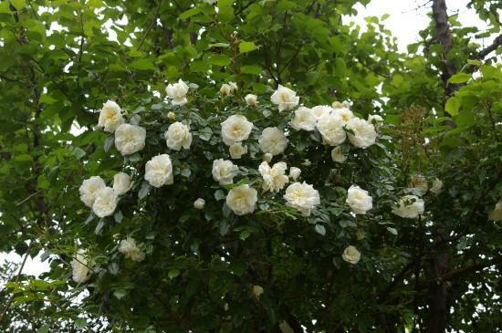 アルベリック・バルビエ - HIKARI FLOWER *organic rose nursery*