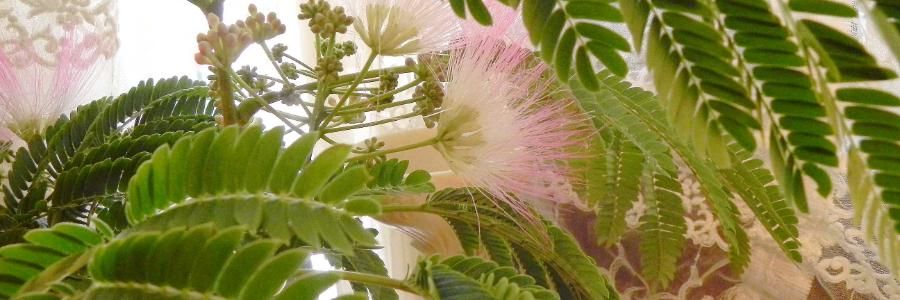 合歓 -Nemu - PARFUM SATORI