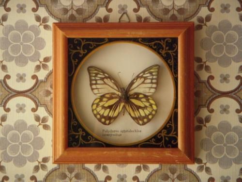 装飾額に収められた蝶の標本 - アンティーク食器と雑貨のお店 lincs