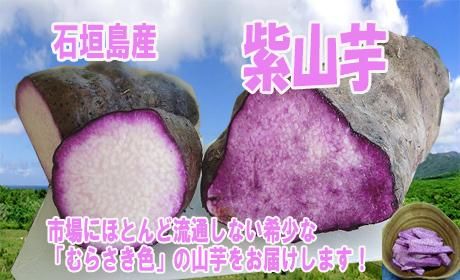 2021年紫山芋販売開始しました。