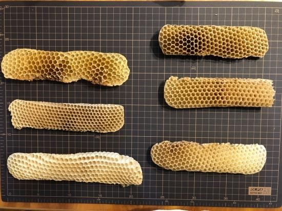 本物のミツバチの巣