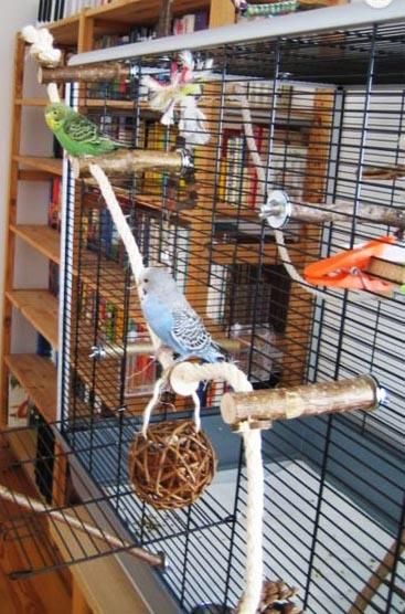 止まり木＆ロープパーチ | 楽しい遊び場セット - とりきち横丁