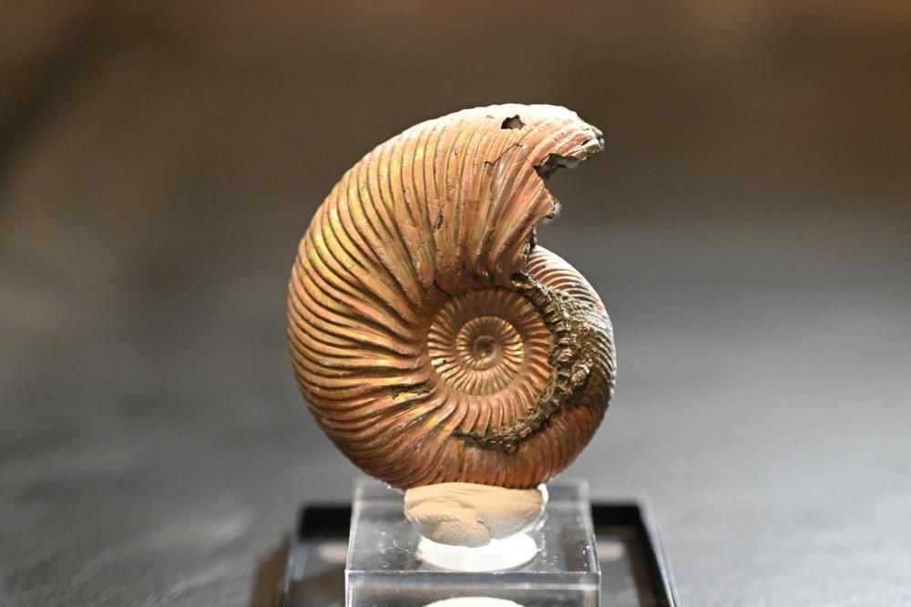 クエンスッテッドセラス（Quenstedtoceras)