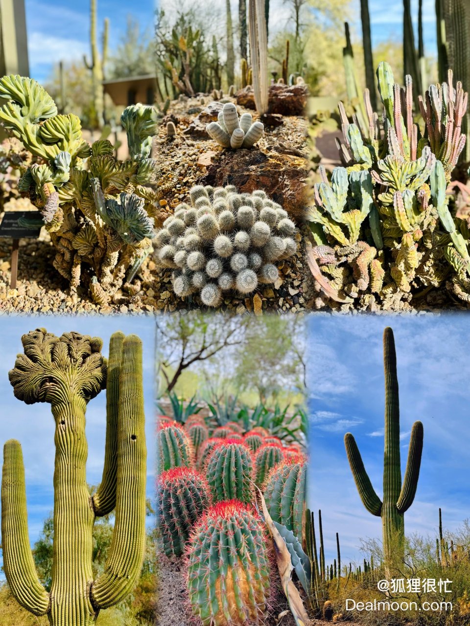 巨型仙人掌🌵乐园Phoenix沙漠植物园| 社区旅行精选