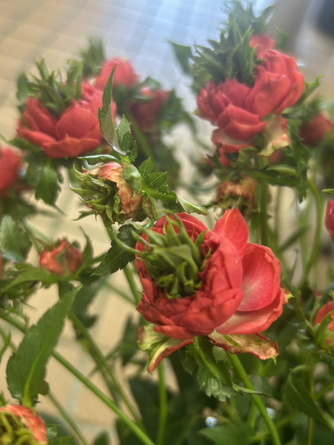 クリスタルレッド】という名前のスプレーバラ | 花屋ブログ | 山形県