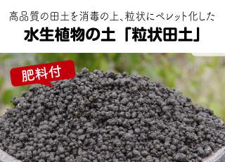 山野草の石田精華園 / 早春の山野草 バイモ 球根1球 【球根販売】【山