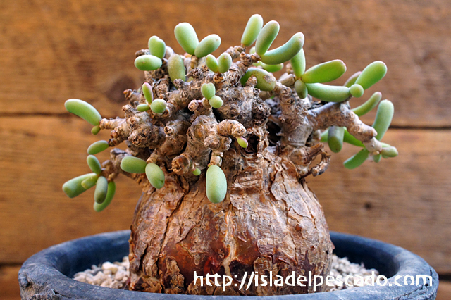 isla del pescado - Ceraria pygmaea-ケラリア・ピグマエア