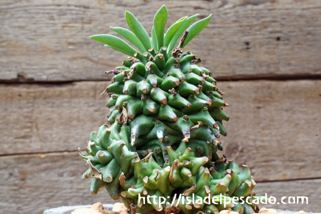 isla del pescado - Euphorbia × 'Azumino Tekko'-安曇野鉄甲