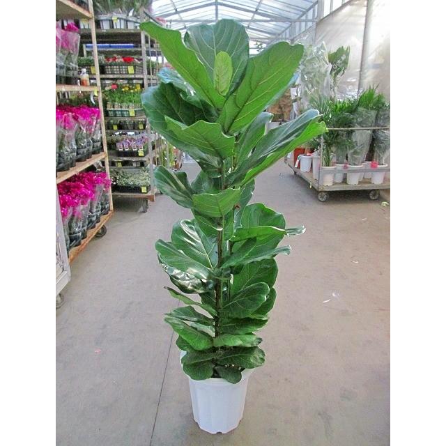 カシワバゴムの木 10号（柏ゴム） フィカス・リラータ 観葉植物 鉢植え