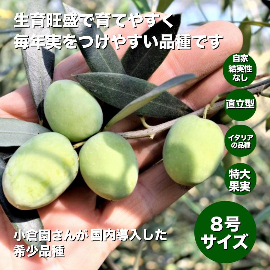 小倉園 オリーブ・アスコラナ テネラ 8号鉢 オリーブの木 鉢植え 庭木