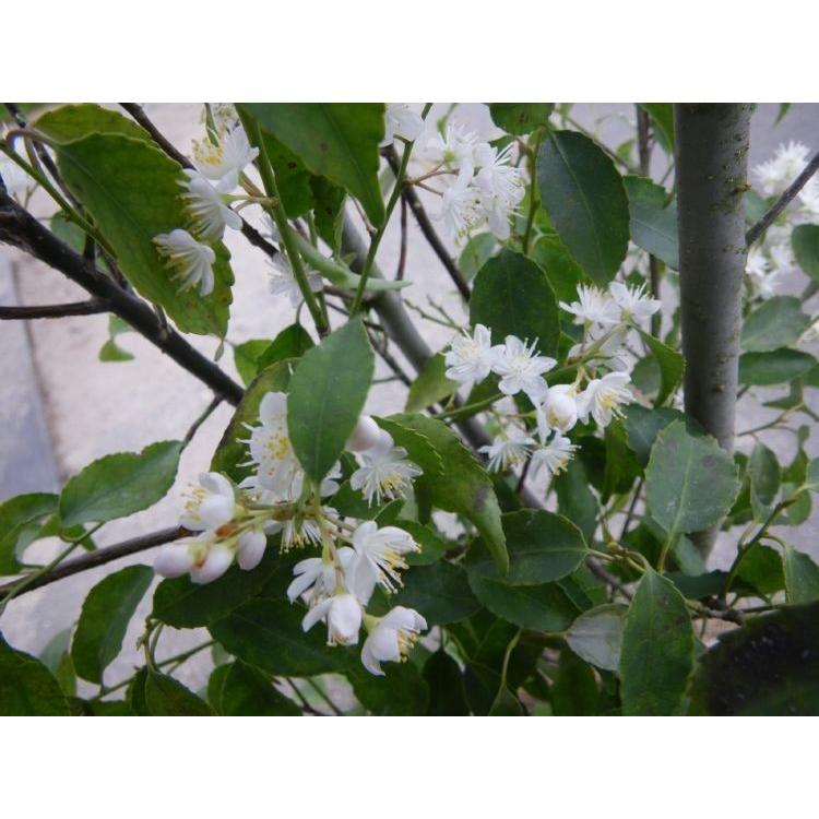 ハイノキ 株立ち 約1.7m 特大株 植木苗木 灰の木 規格販売 お買い得な