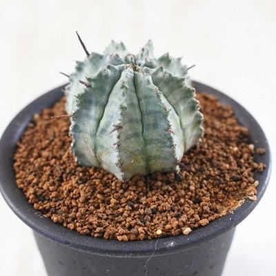 日本花キ流通 多肉植物 osユーフォルビア ゲンコツホリダ おもしろ多肉