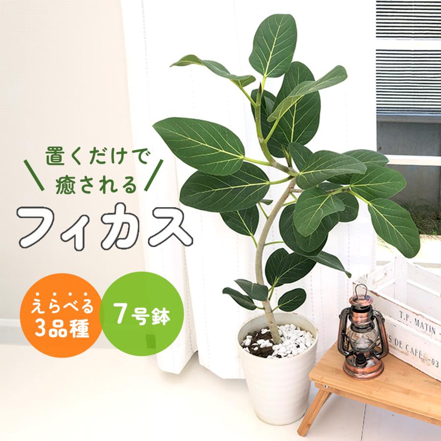 日本花キ流通 予約販売 観葉植物 選べる フィカス ベンガレンシス