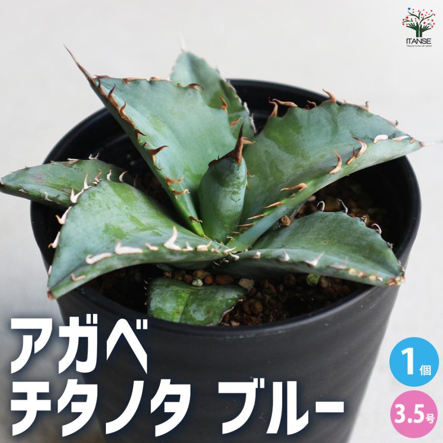 ITANSE アガベ チタノタ・ブルー 多肉植物 3.5号鉢/1個売り リビング
