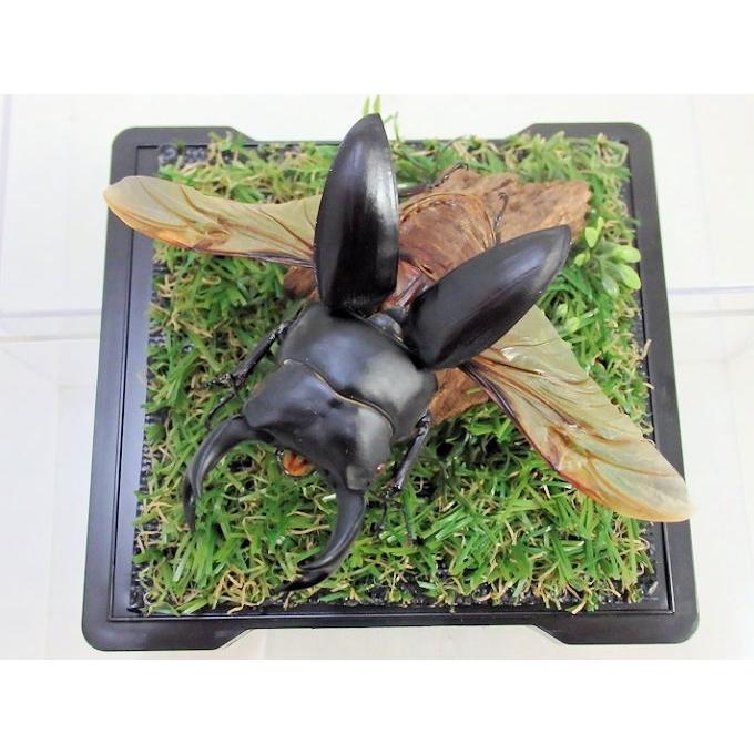 オオクワガタ♂73（飛翔標本） : オオクワ京都昆虫館 - 通販 - Yahoo