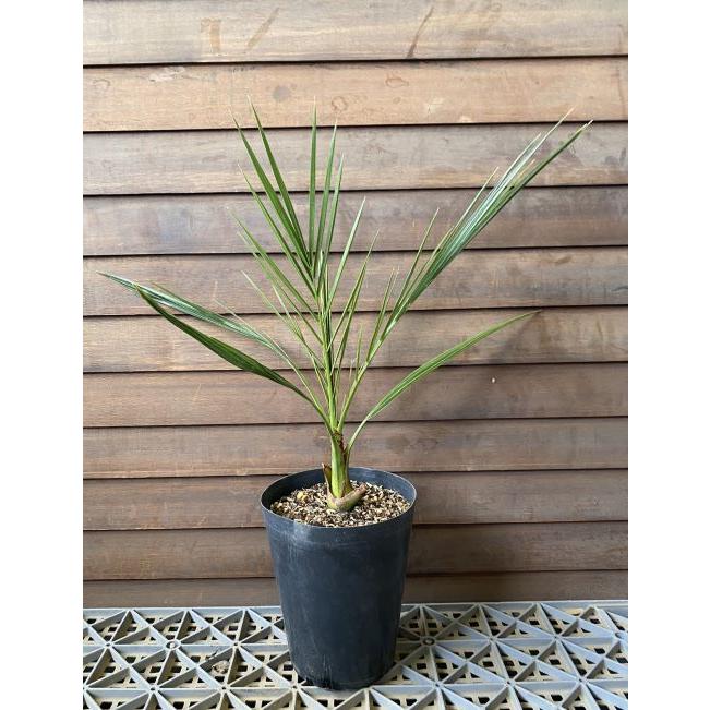 カナリーヤシ（フェニックス） 5寸鉢植え : 日本花卉ガーデンセンター