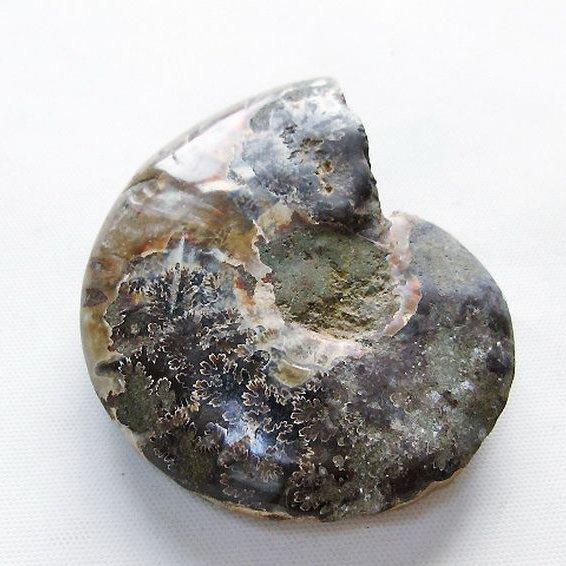 虹入り アンモナイト 化石 t570-4954 : 誠安天然石専門店 - 通販