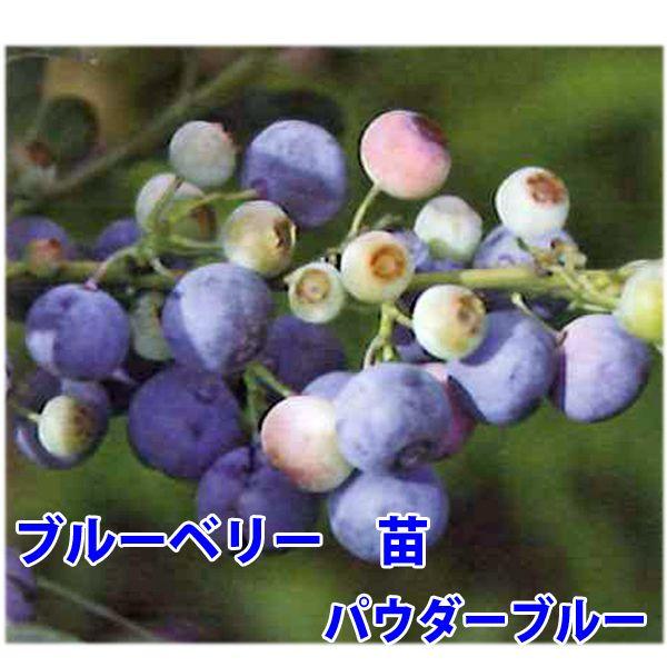 花の苗 ブルーベリー 苗木 パウダーブルー,ブルーシャワー/2ポット