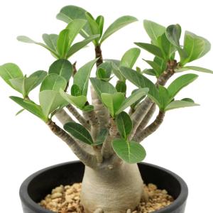 C68 多肉植物 オペルクリカリア・パキプス 5株 オペルクリカリア