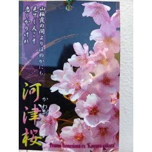 フェイジョア(実生苗・雑種）7号鉢植え1本立・鉢底から高さ75〜80cm位