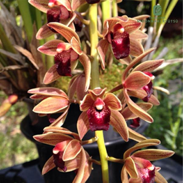 日本花キ流通 ミスマフェット 花芽2芽付き 4.5号鉢 送料無料