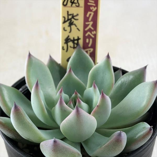 多肉植物 oriミックスベリア No.045 紫紺の矢 おらいさん苗 送料無料