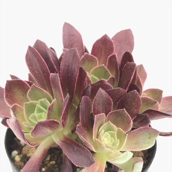 flower-net_z230414006