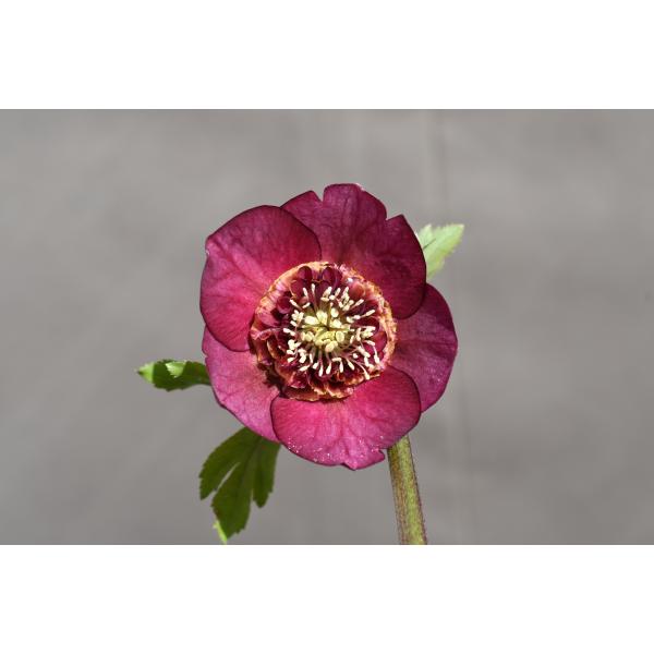 クリスマスローズ グロッシーレッド カップSd クリスマスローズ