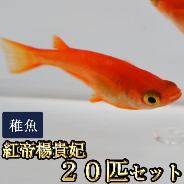 メダカ / 送料無料 紅帝楊貴妃めだか 未選別 稚魚 SS-Sサイズ 20匹
