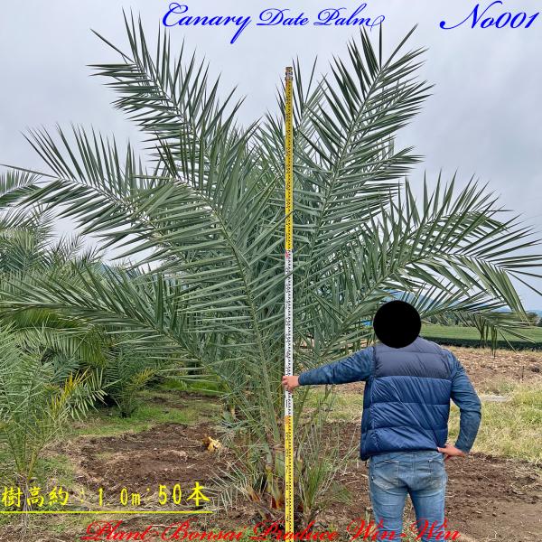 残りわずか　カナリーヤシ50株