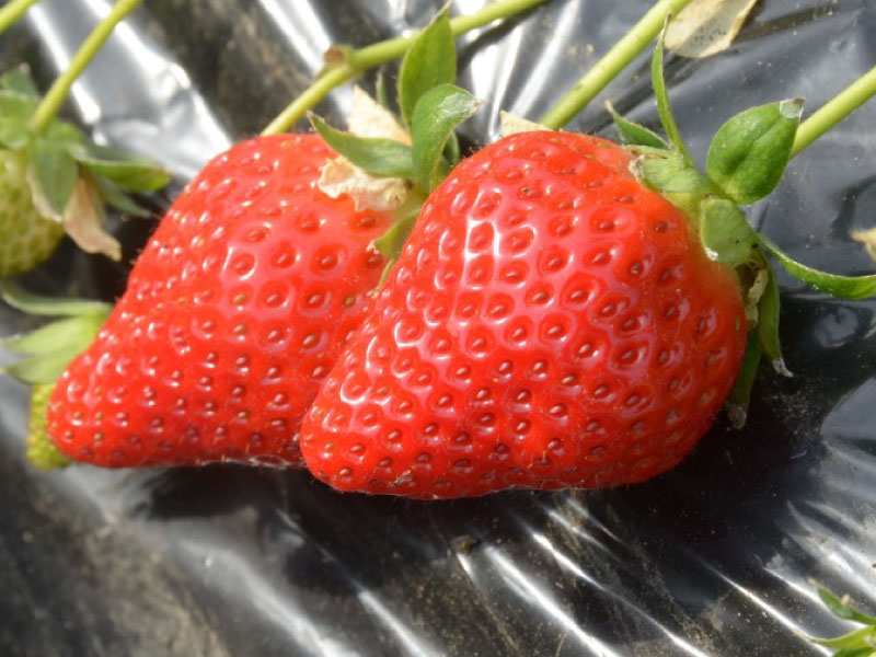 いちご - JA島原雲仙