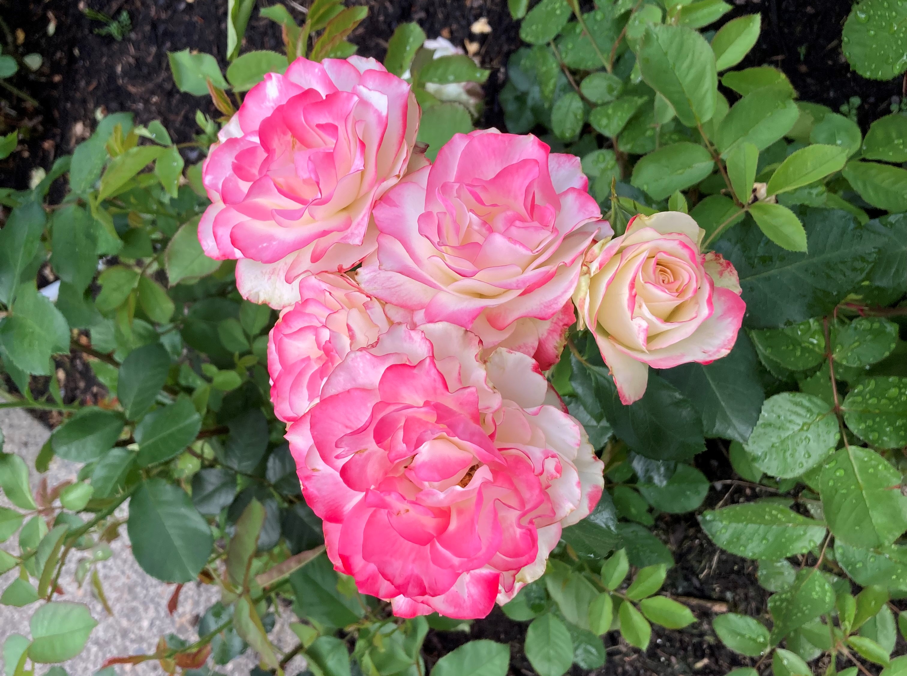 Promise of a Rose Garden – Janet fisher