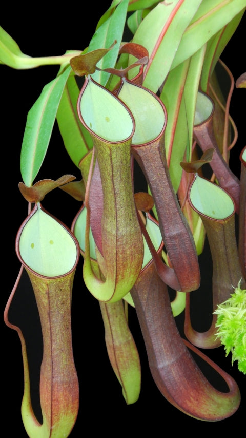 Nepenthes ramispina x reinwardtiana (Large) – Jordan's Jungle