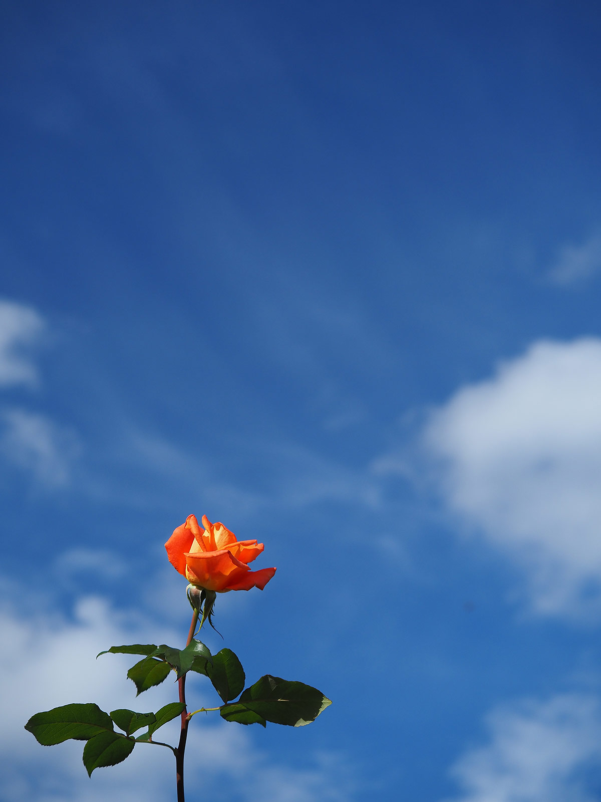 写真家 吉住 志穂 × M.ZUIKO DIGITAL ED 40-150mm F4.0 PRO ～美しい