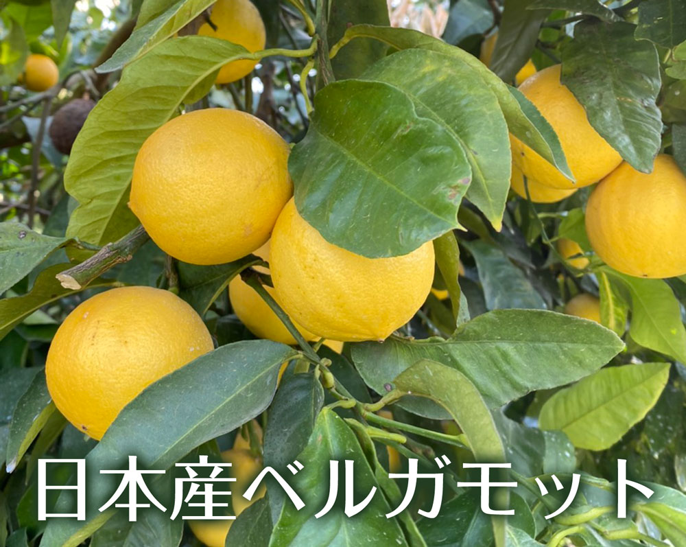 国産ベルガモット 和歌山県和歌山 観音山フルーツガーデン 【公式通販】