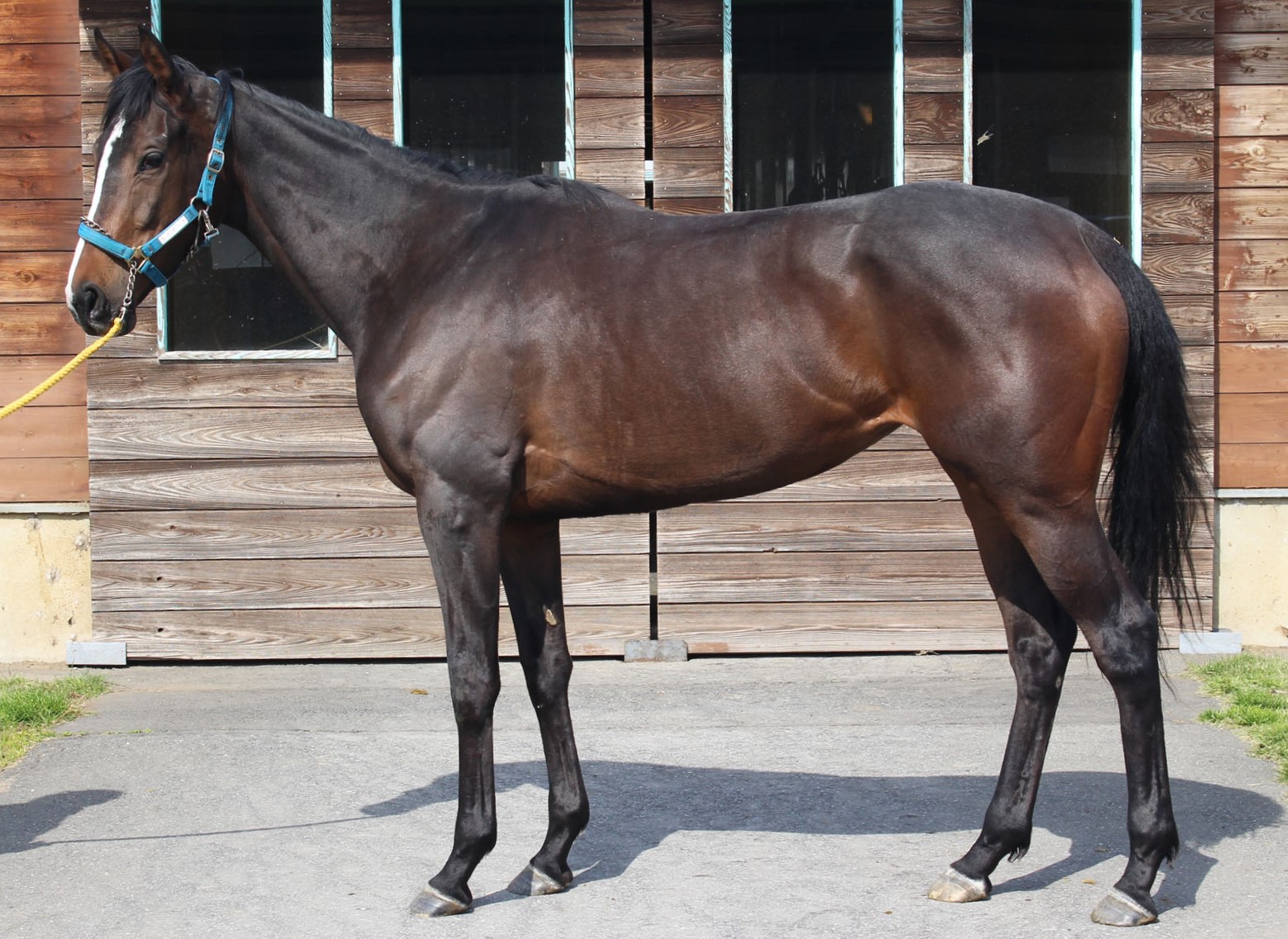 ラウダーテ Laudate 牝 3歳 ※中央競馬 登録抹消 | サラブレッド