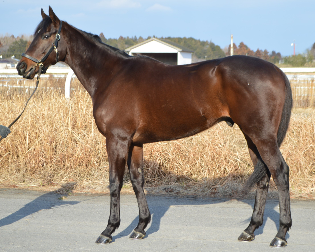 ササヤキ セン5歳 ※中央競馬 登録抹消 | サラブレッドオークション