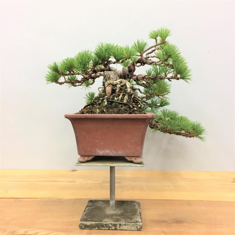 盆栽 五葉松 懸崖/盆栽、多肉植物、塊根植物、観葉植物通販/KIDORI