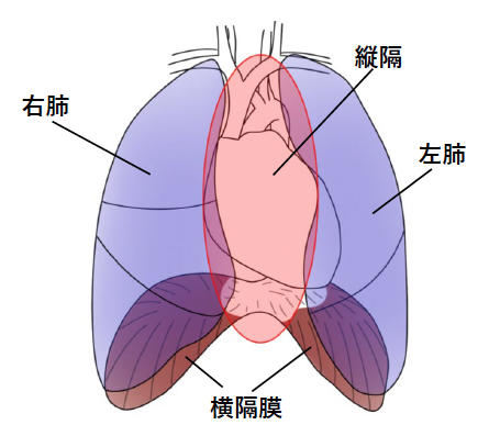 呼吸器外科 | 福岡記念病院