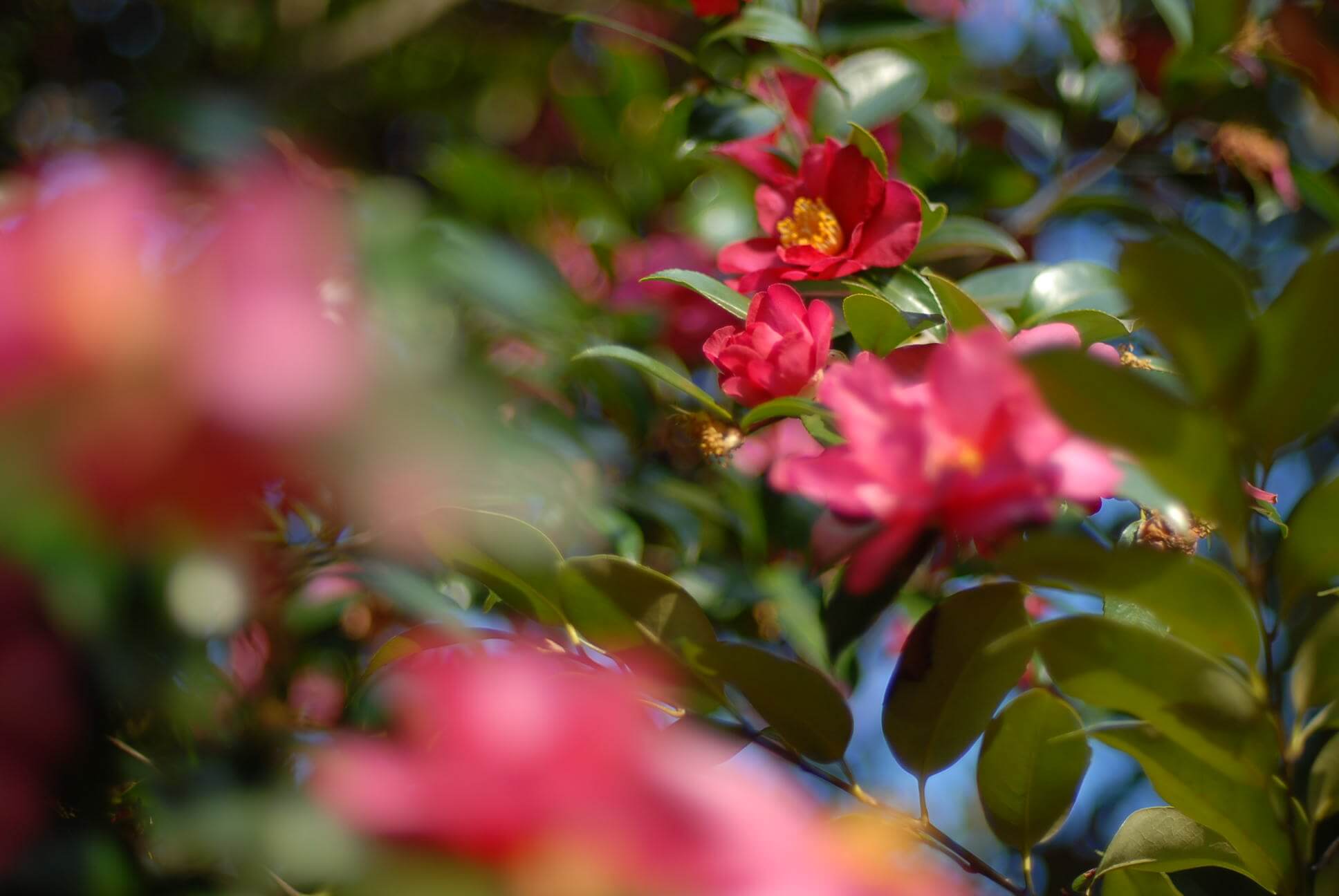 Nikon D200で試し撮り。驚いた、これが原色CCDニコンの写りか。｜記憶