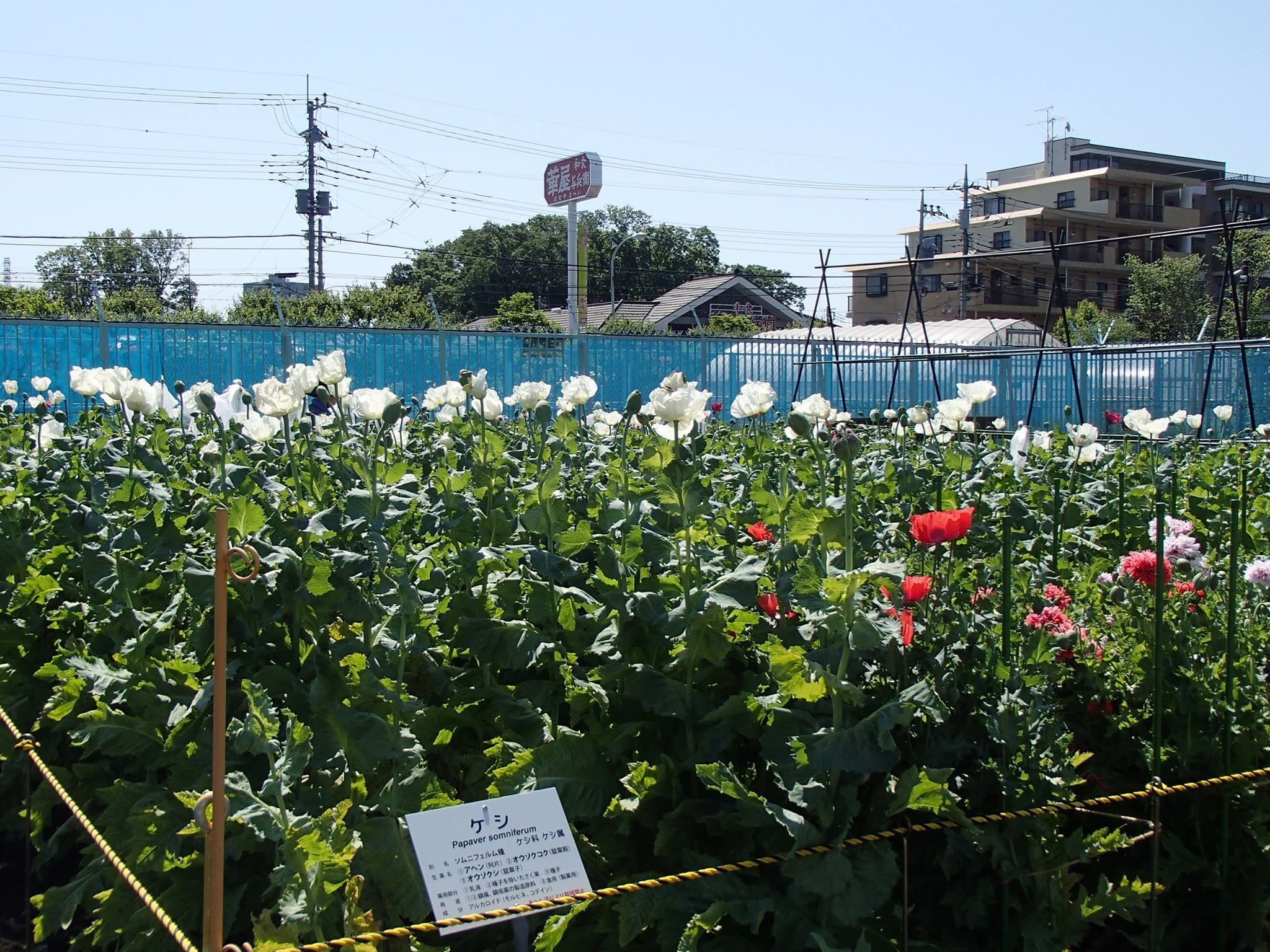 全国でも珍しい！都内で唯一ケシが見られる施設。そのほか季節の花も