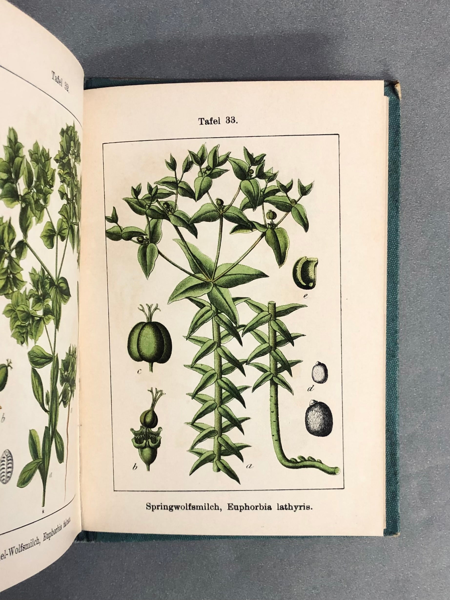 J.Strum s Flora von Deutchland ドイツのポケット植物図鑑 洋書 【林