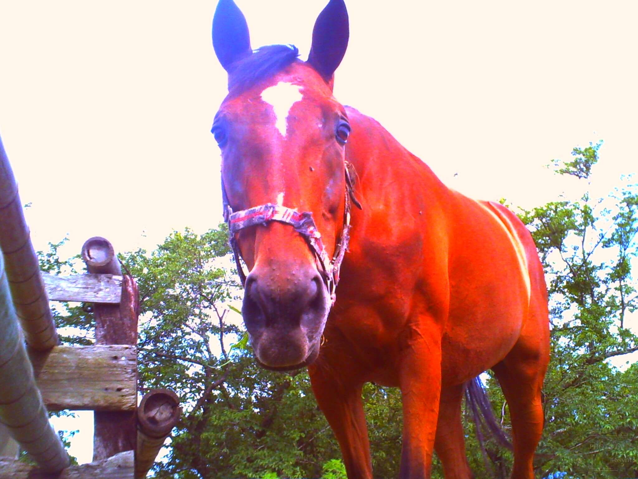 不朽の人気トイデジ「デジタルハリネズミ」レビューと作例 | KOTOBAKO