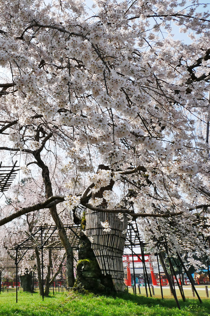 上賀茂神社の桜：京都の桜 フリー写真