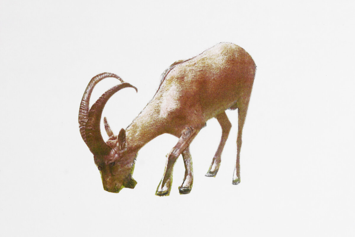 シープホーンとは？野生の山羊について「ステッキに使われる角（つの