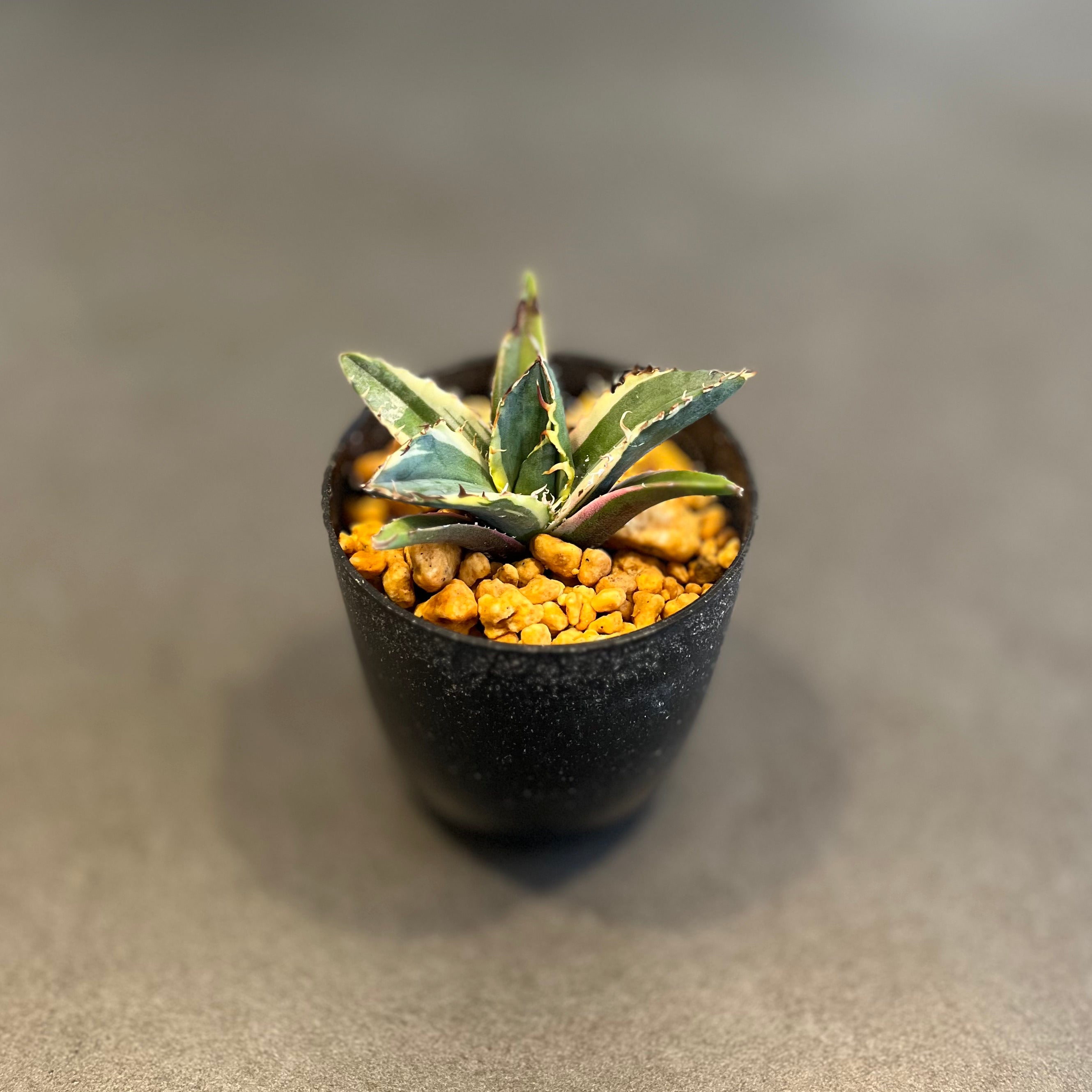 アガベ チタノタ 白鯨錦 覆輪斑 Agave Titanota 発根済み 鉢付き