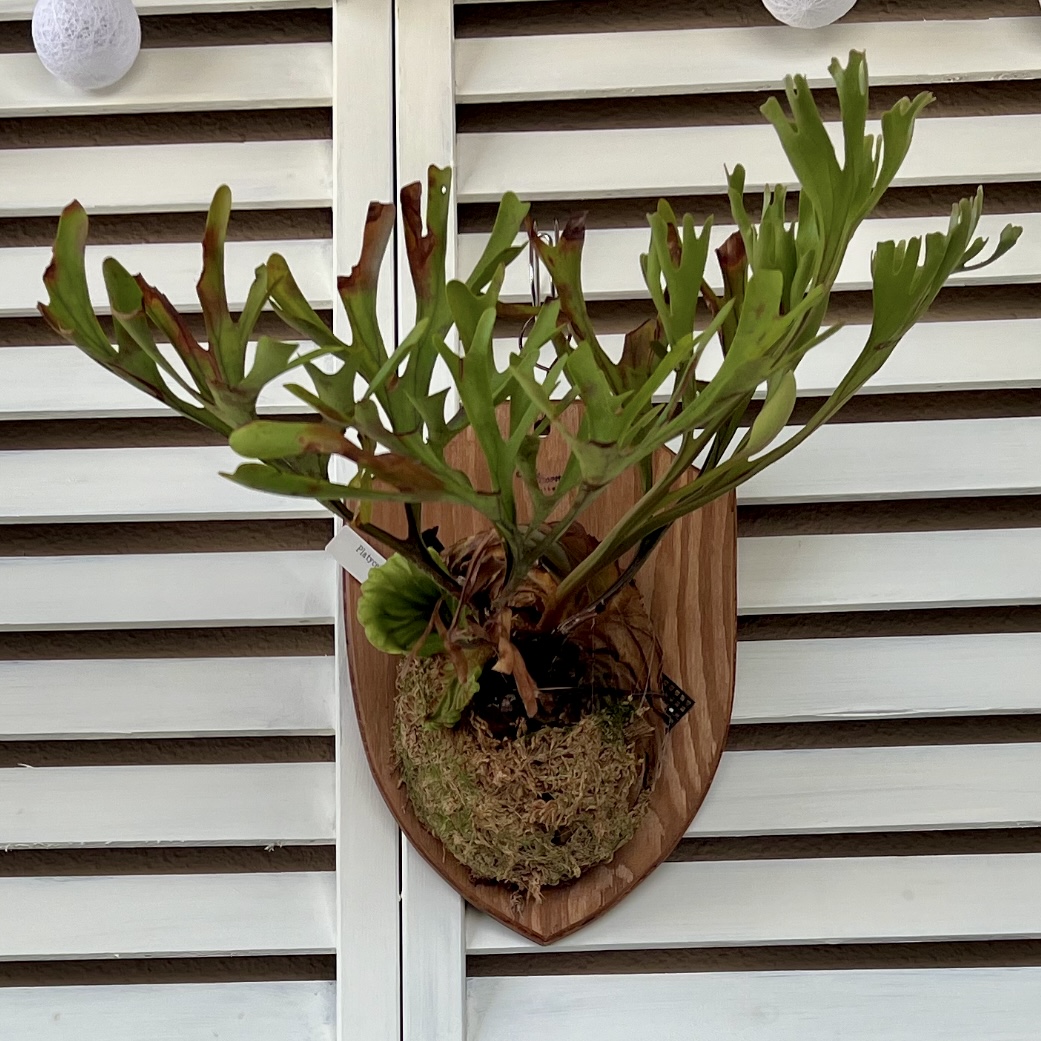 ビカクシダ・リドレイ (ワイルド) 成長記録・育て方 | シロウト園芸