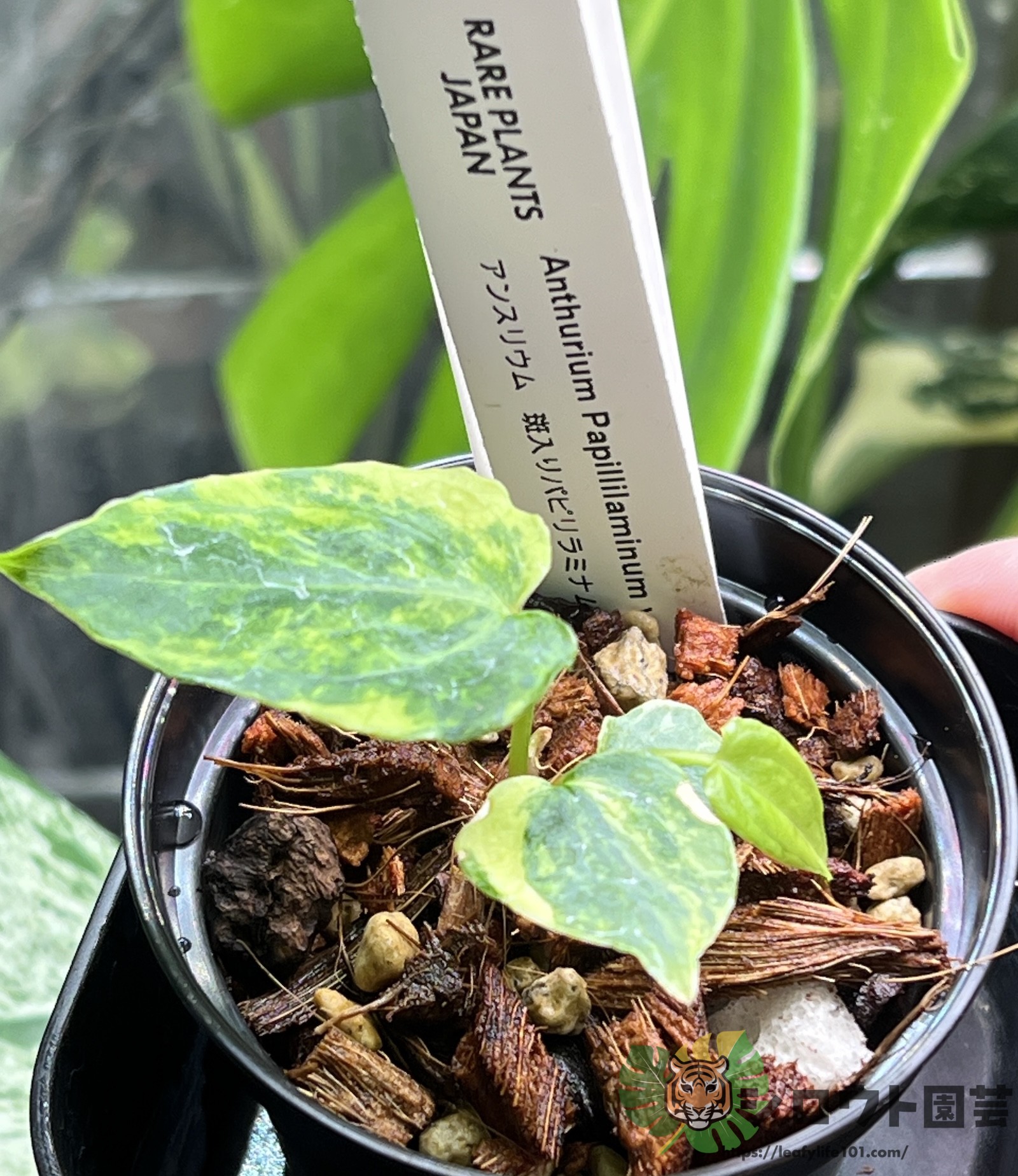 アンスリウム・パピリラミナム 斑入り x パピリラミナム