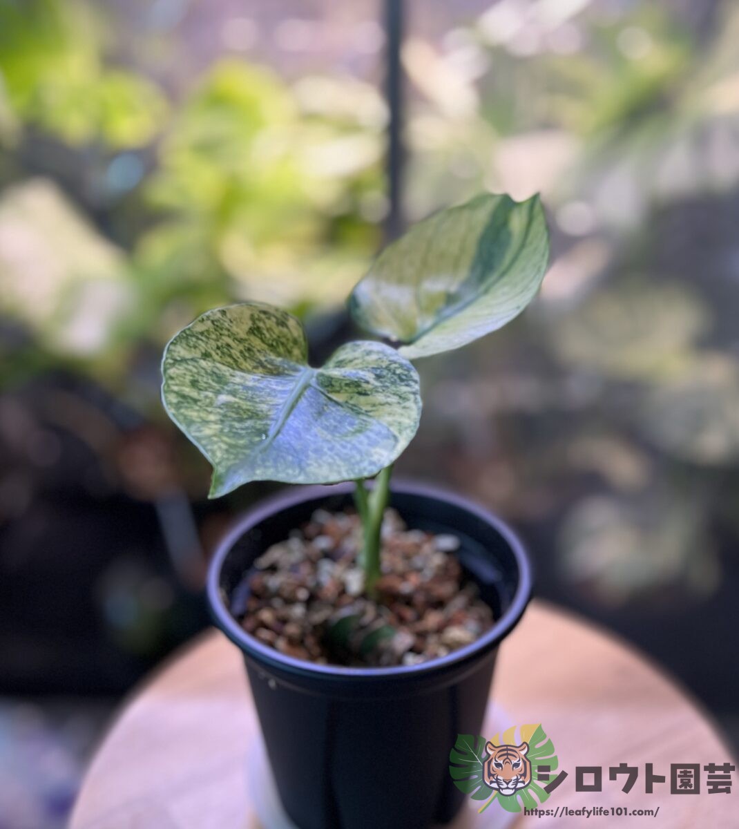 モンステラ ミント サイアム 斑入り Monstera Mint Siam 479