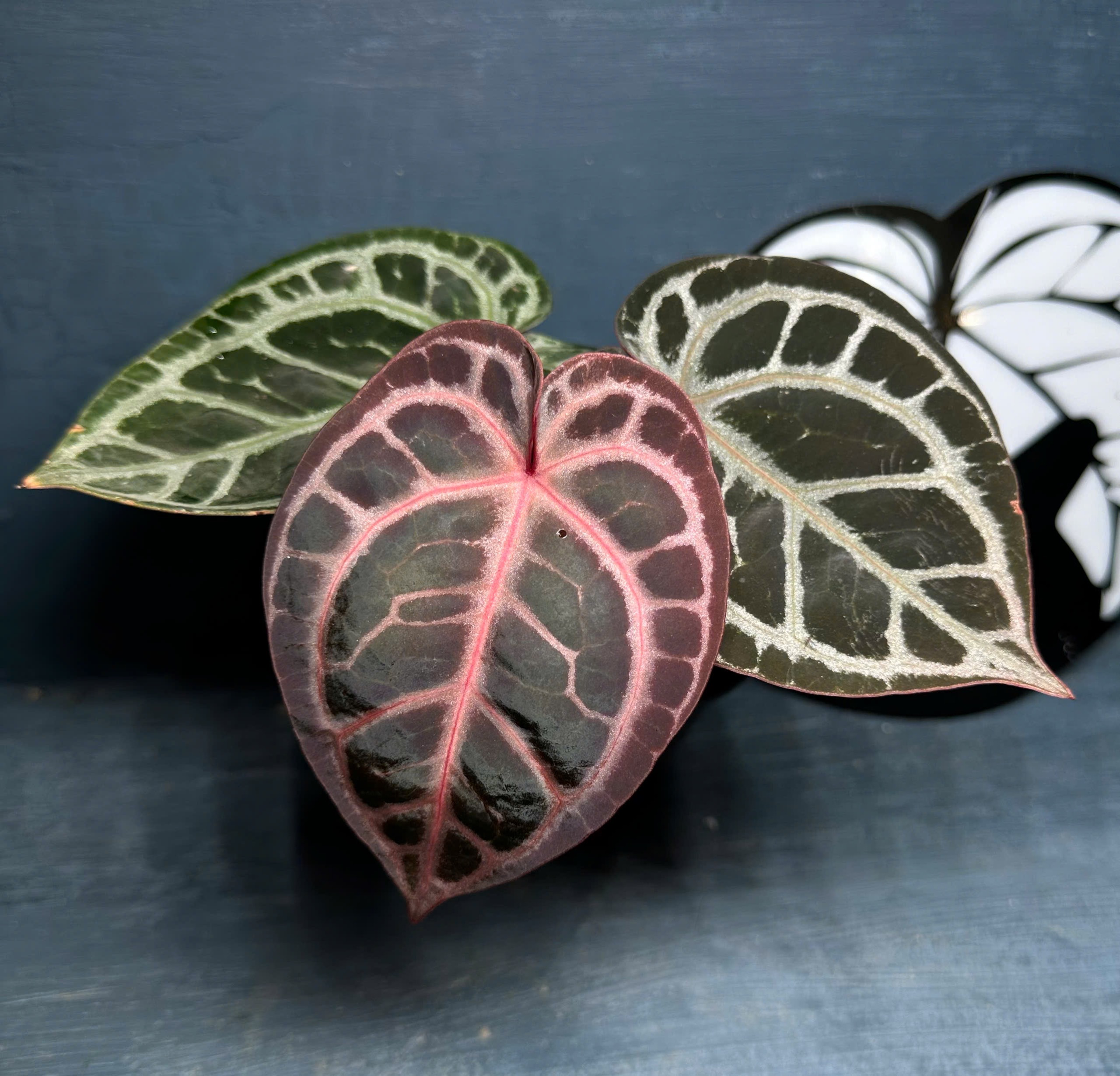 Mystique A88 x Red crystall NSE - Le Toro Jardin